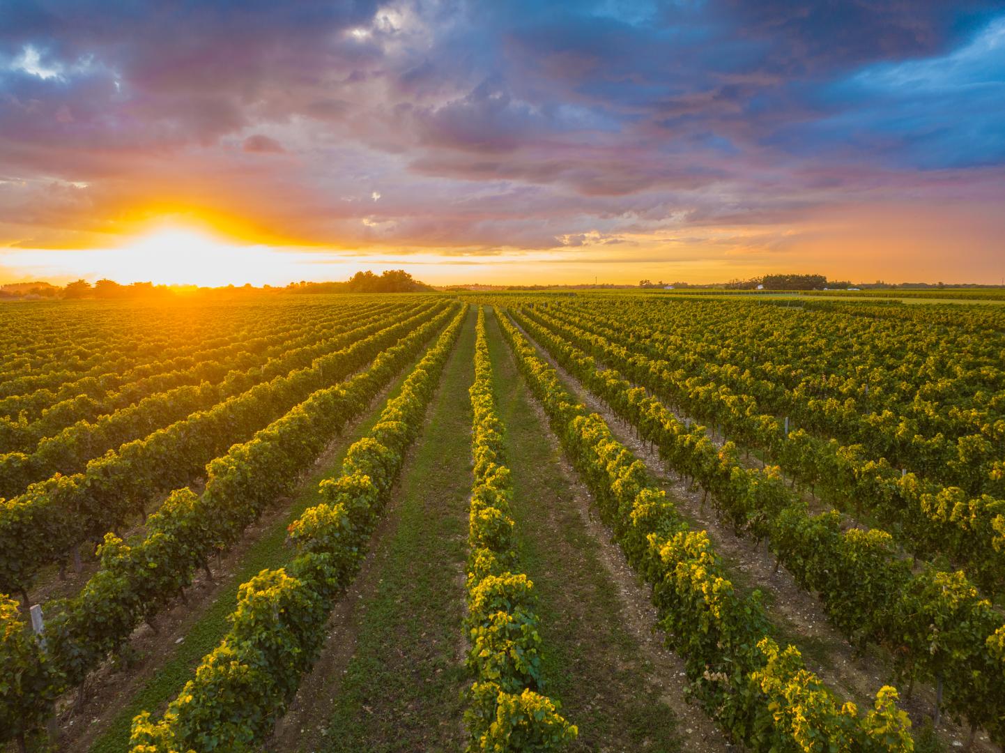 Vignes, île d'Oléron