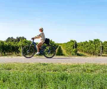 vignes