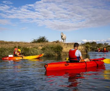 Kayak