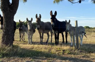 Les Ânes d'Oléron