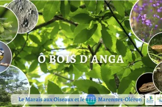 visuel animation Ô bois d'Anga