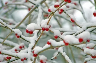 Repas de Noël du Club Le Trait d'Union