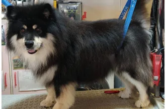 A l'eau toutou_Saint-Georges-d'Oléron