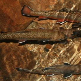 Concours de Pêche avec lâcher de truites