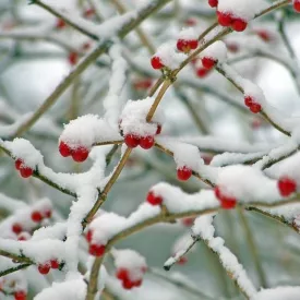 Repas de Noël du Club Le Trait d'Union