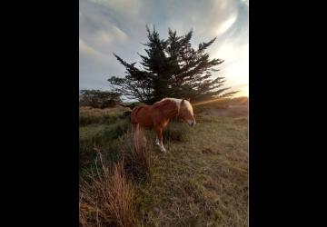 Les Cavaliers d'Oléron