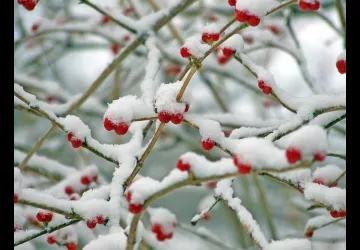 Repas de Noël du Club Le Trait d'Union Repas de Noël du Club Le Trait d'Union