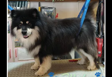 A l'eau toutou_Saint-Georges-d'Oléron