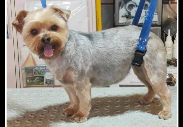 A l'eau toutou_Saint-Georges-d'Oléron