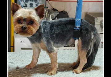 A l'eau toutou_Saint-Georges-d'Oléron