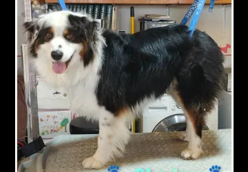 A l'eau toutou_Saint-Georges-d'Oléron